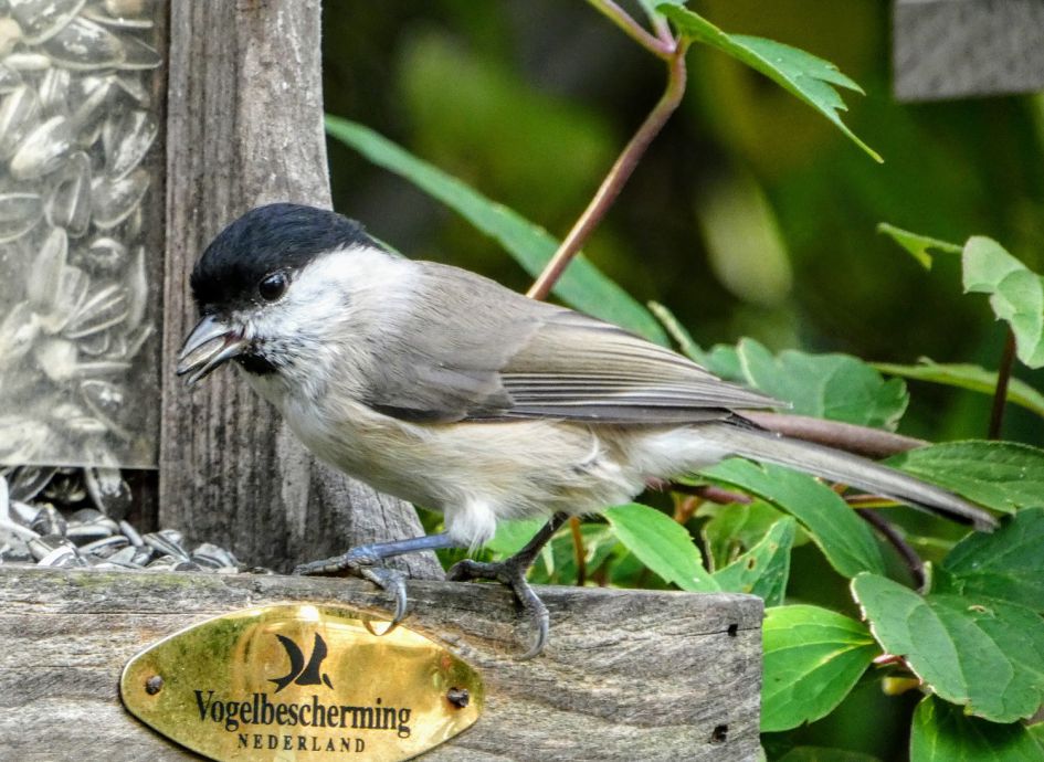 Welke vogeltje is dit?